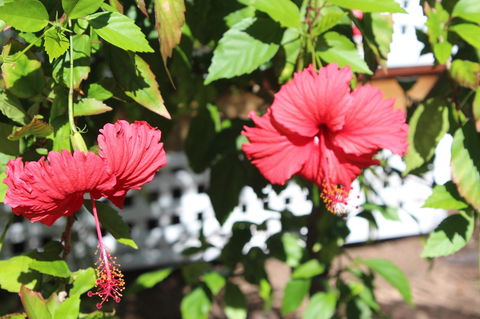 Amaroo On Mandalay, Magnetic Island - Redcliffe Tourism 35