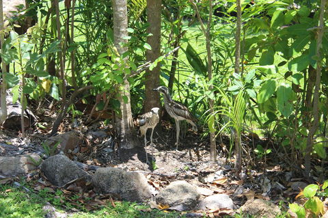 Amaroo On Mandalay, Magnetic Island - Redcliffe Tourism 40