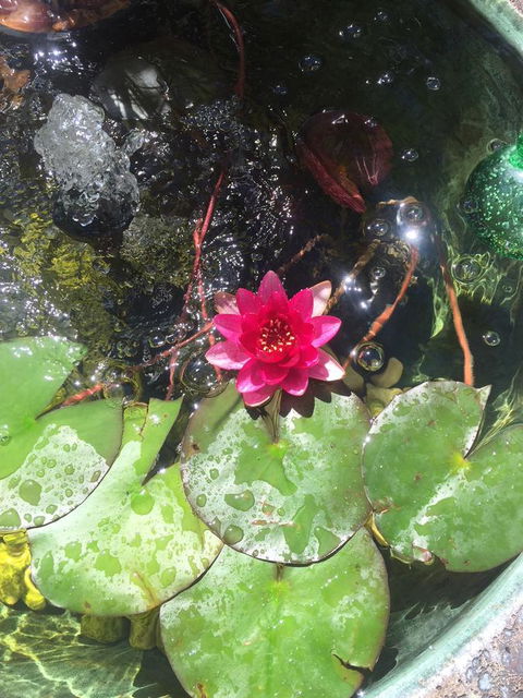 Bed & Breakfast 1 Bedroom Guest House - Redcliffe Tourism 42