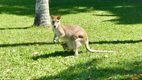Argosy On The Beach - Redcliffe Tourism 14