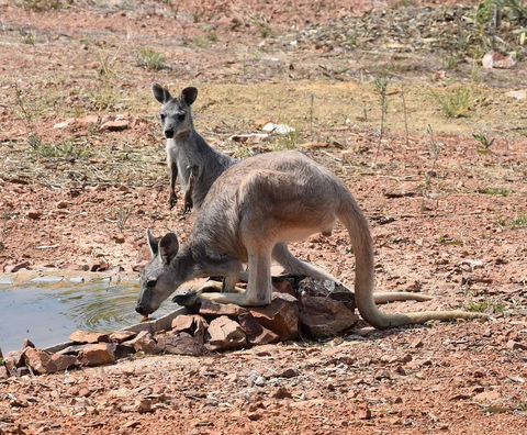 Ironbark House - Redcliffe Tourism 19