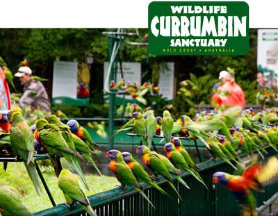 Private Guest Suite High On Currumbin Hill - Redcliffe Tourism 19