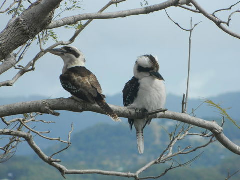 Private Guest Suite High On Currumbin Hill - Redcliffe Tourism 24