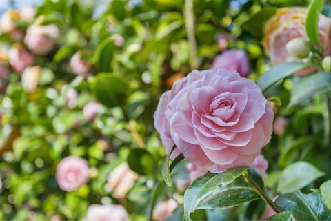 Wentworth Rose - Redcliffe Tourism 0