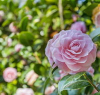 Wentworth Rose - Redcliffe Tourism