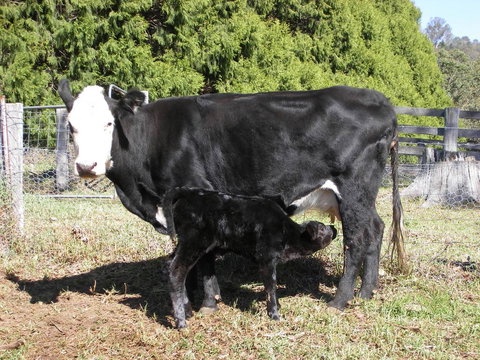 Yasuragi Cabins - Redcliffe Tourism 2