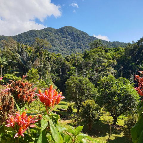 A Daintree Garden - Redcliffe Tourism 2