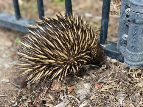Alma Alma - Redcliffe Tourism 1