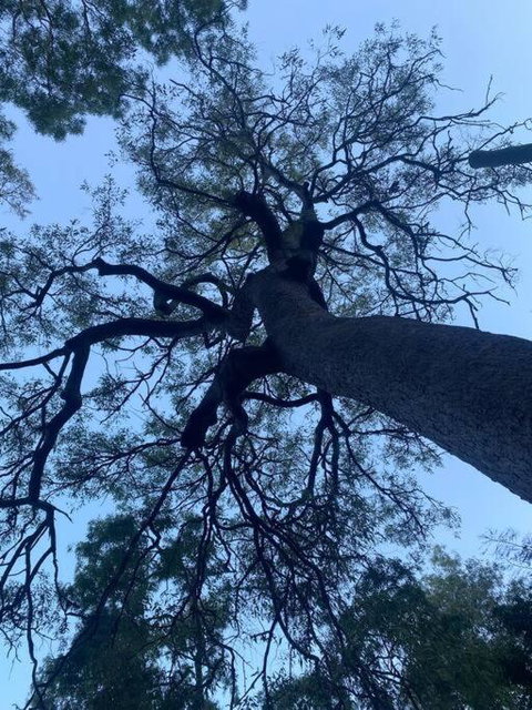 Alma Alma - Redcliffe Tourism 3