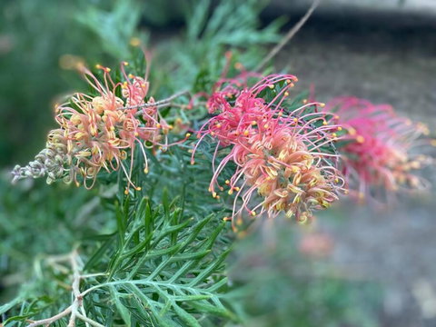 Alma Alma - Redcliffe Tourism 4