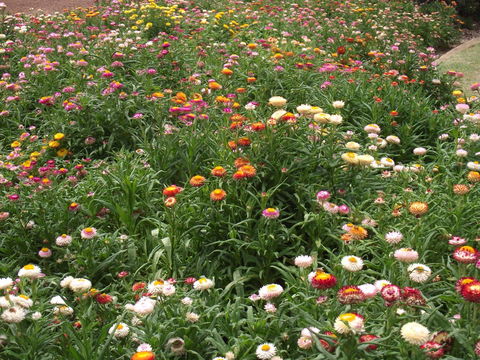 Eastgate On The Range Motel - Redcliffe Tourism 37