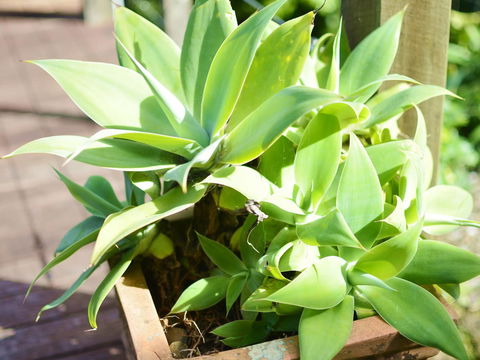 Apple Tree Cottage Montville - Redcliffe Tourism 13