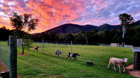 Fig Tree Farm B&B Highvale-Farmstay Near Brisbane! - Redcliffe Tourism 4