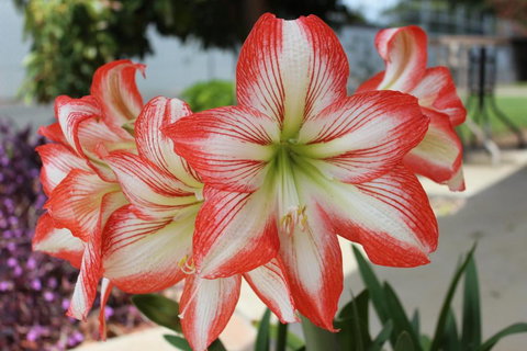 Golden Harvest Motor Inn Moree - Redcliffe Tourism 3