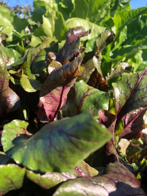 Moodemere Lake House - Redcliffe Tourism 1