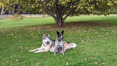 Mountain Culture Farm Stay - Pet Friendly - Redcliffe Tourism 2