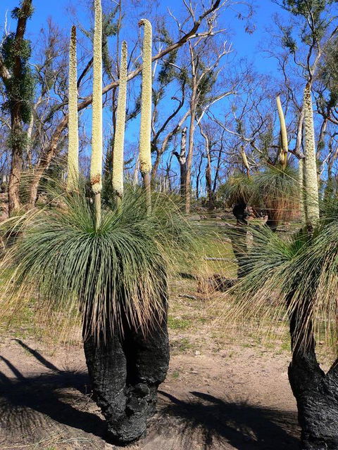 Aurora Cottages Bush Retreat - Redcliffe Tourism 3