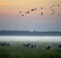 Bamurru Plains - Redcliffe Tourism
