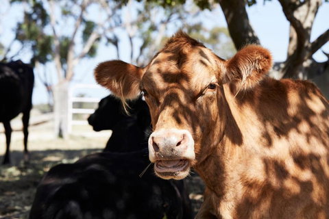 Ridgemill Estate - Redcliffe Tourism 3