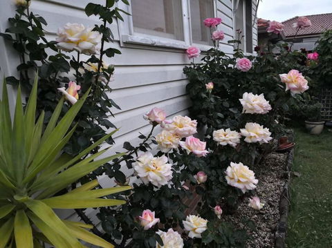 Roomy Rosegarden Flat In Roselands - Redcliffe Tourism 3