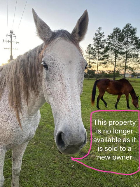 Rural Setting Getaway - Contractors, Families - Redcliffe Tourism 1