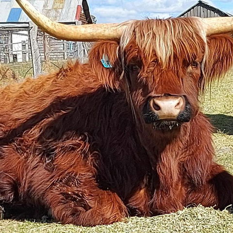 Straw House Farm - STANTHORPE - Redcliffe Tourism 0