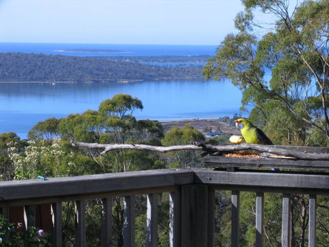 Bed In The Treetops B&B - Redcliffe Tourism 0