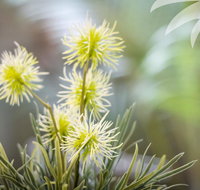 Bessou - Redcliffe Tourism