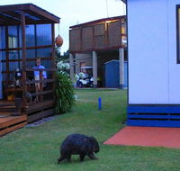 BIG4 Kelso Sands Holiday  Native Wildlife Park - Redcliffe Tourism