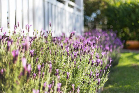BIRCHES B&B - Redcliffe Tourism 3