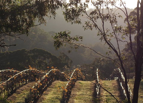 Blue House At Mountainside Wines - Redcliffe Tourism 2