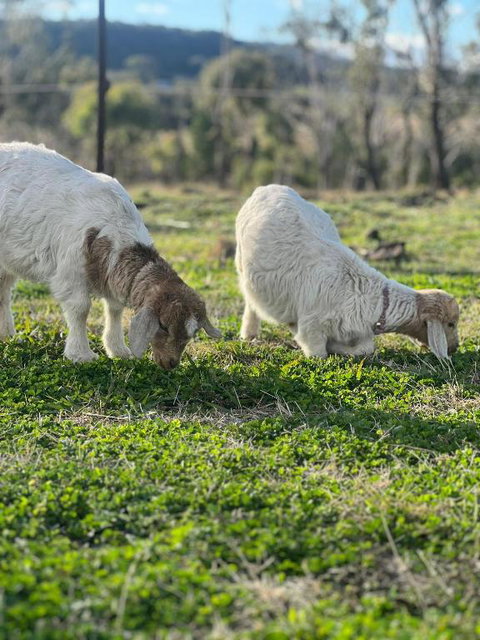 The Rocky At Stones Throw Away By Tiny Away - Redcliffe Tourism 1