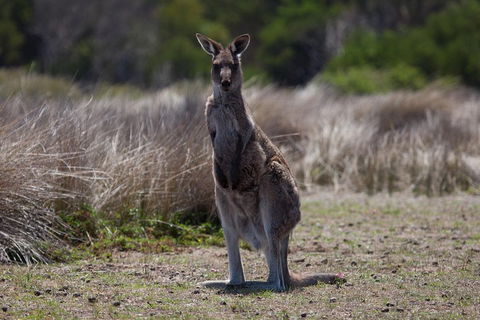 Great Ocean Road Tour With Lunch - Redcliffe Tourism 1