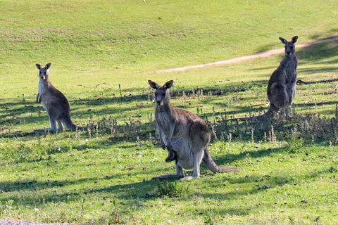 Great Ocean Road Tour With Lunch - Redcliffe Tourism 2