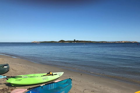 Penguin Island And Fremantle - Canoe, Chocolate & Coffee - Redcliffe Tourism 2