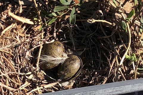 Penguin Island And Fremantle - Canoe, Chocolate & Coffee - Redcliffe Tourism 3