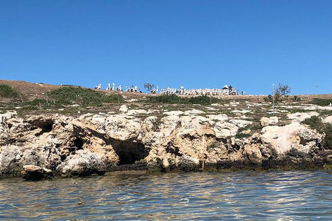 Penguin Island And Fremantle - Canoe, Chocolate & Coffee - Redcliffe Tourism 5