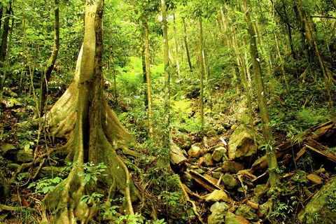 Cairns 4WD Waterfall And Rainforest Tour Including Kuranda Scenic Railway - Redcliffe Tourism 1