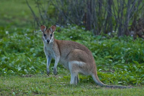 Cairns 4WD Waterfall And Rainforest Tour Including Kuranda Scenic Railway - Redcliffe Tourism 2
