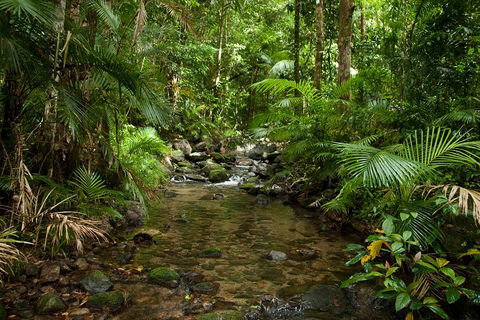 Cairns Reef And Rainforest Combo: Daintree Rainforest And The Great Barrier Reef - Redcliffe Tourism 1