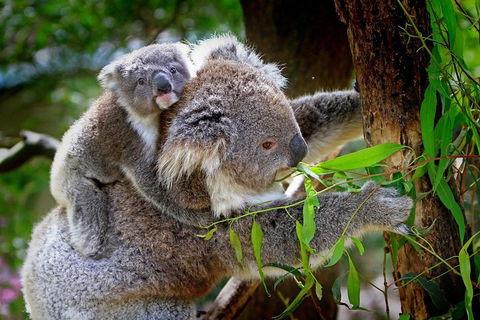 Private One Day Great Ocean Road Tour - Redcliffe Tourism 2