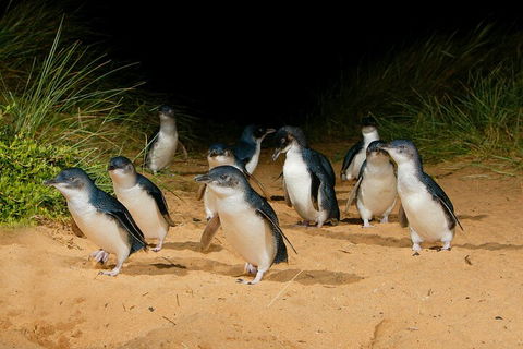2 Day Exclusively Private Tour Of Phillip Island & The Great Ocean Road - Redcliffe Tourism 3