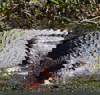 Full Day Tour in the Daintree - Redcliffe Tourism