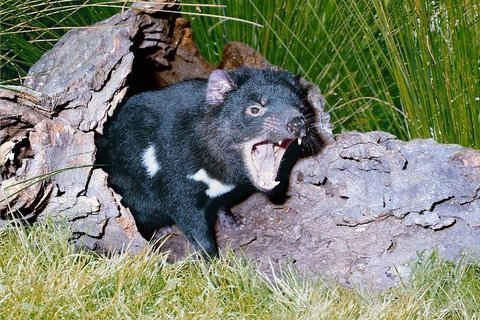 Private Blue Mountains Tour With Kangaroo And Koala Experience - Redcliffe Tourism 0