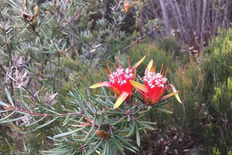 Private Blue Mountains Tour With Kangaroo And Koala Experience - Redcliffe Tourism 4