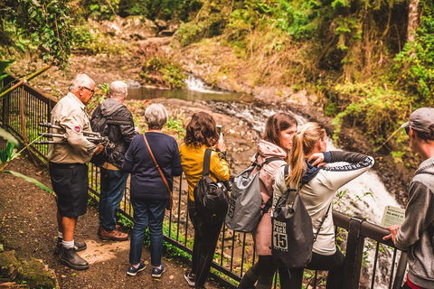 Full-day Springbrook National Park Tour From The Gold Coast - Redcliffe Tourism 0
