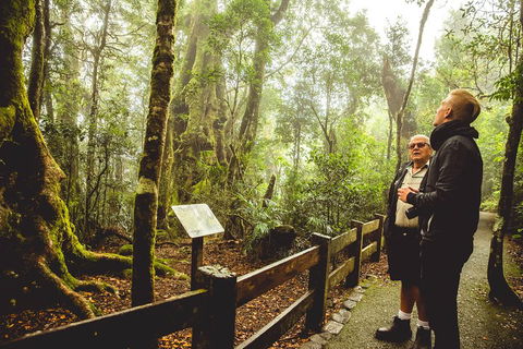 Full-day Springbrook National Park Tour From The Gold Coast - Redcliffe Tourism 1