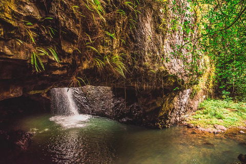 Full-day Springbrook National Park Tour From The Gold Coast - Redcliffe Tourism 4