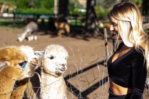 O'Reilly's & Lamington National Park Incl. Alpaca Farm + Vineyard - Redcliffe Tourism 3