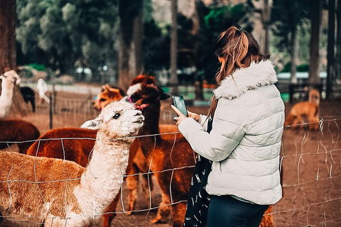 O'Reilly's & Lamington National Park Incl. Alpaca Farm + Vineyard - Redcliffe Tourism 5